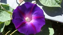 SAM_1545.webp