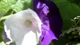 SAM_1548.webp