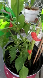 SAM_1562.webp