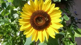 SAM_1563.webp