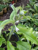 003_576x768.webp