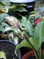 002_576x768.webp