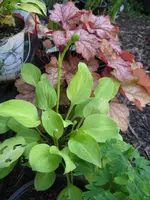 004_576x768.webp