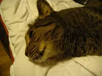 IMGP3201.webp