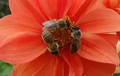 orange (23).webp