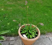 DSC07177.jpg