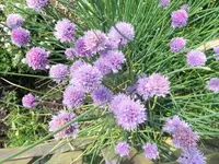 Bilda301.webp