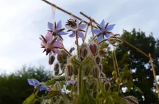 Borretsch 2.webp