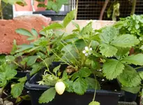 Erdbeere weiss.webp