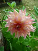 DSCI4489.webp