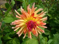 DSCI4487.webp