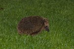 Der Biesdorfer Schneckenjäger auf nächtlicher Streife.jpg