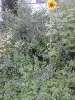 Foto0814.webp