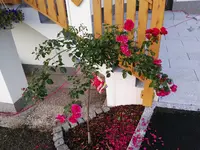 IMG_20160903_191902.jpg
