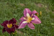 IMG_6399-2.webp