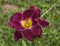 IMG_6401-2.webp