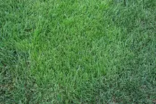 rasen_4190.webp rasen_4190.webp