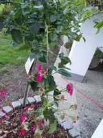 IMG_20160904_192620.jpg