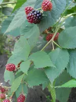 P9030323.webp