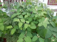 P9030330.webp