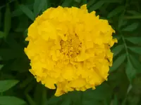 P9030334.webp