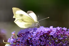 DSC_1284.webp