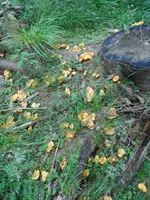 Pfifferlinge (2).webp