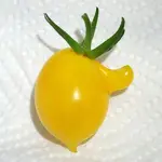 tomate-sweet-beverlay.webp