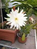CAM00166.webp