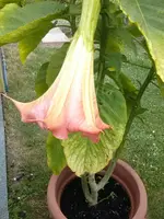 CAM00119.webp