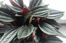 Pflanze3.webp