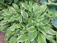 Bilda436.webp