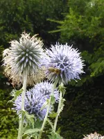 P1010821.webp