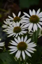 DSC_4298.webp