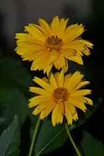 DSC_4347.webp
