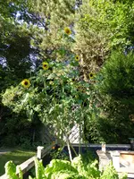 P1010810.webp