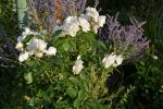 2016-08-31 Rosenstämmchen.jpg