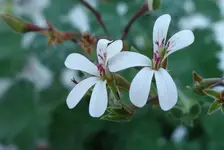blmnMakro (30).webp