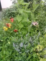 Beet2.webp