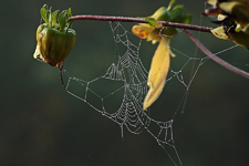 Spinnwebe_Altweibersommer_Indian Summer_web cob_900.webp