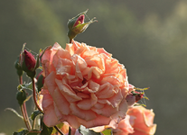 Caramella_Blüte_Knospen_Spinnwebe_Indian Summer_Wasser_morning dew_900.webp