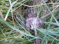 DSCF5039.webp