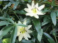 Bilda096.webp
