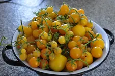 _DSC0045.webp