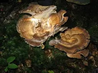 003_1024x768.webp