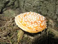 fliegenpilz_1024x768.webp