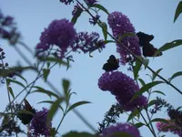 P1230493.webp