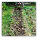 Kartoffelernte_2016.webp