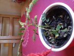 20160908_092452.jpg