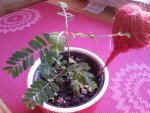 20160908_092411.jpg